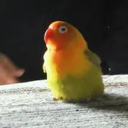 ひでまぁの画像