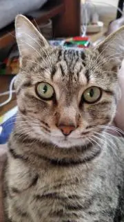 フェイクの画像