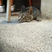ダイキの画像