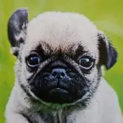 のんの画像