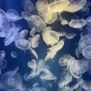 ゆっこの画像