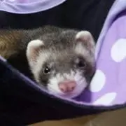 たんたん