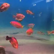 りしゃとの画像