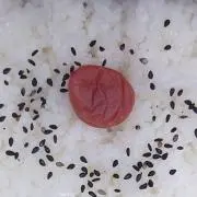 カニミの画像