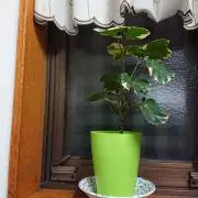 Mi-koの画像