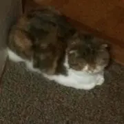 なお