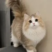 ranの画像