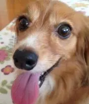 まろんの画像