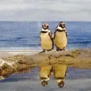 まーぼー