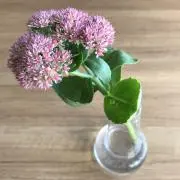 mgtongの画像