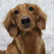 マンボ