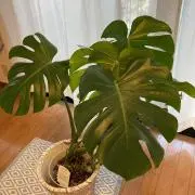 モンステラの画像