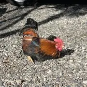 ばろんの画像