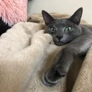 ティラミスの画像