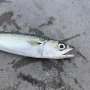 めさゔぁの画像