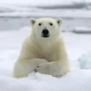 しろくま