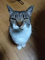 あんずの画像