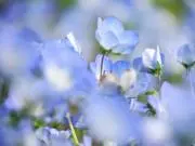 たけのこの画像