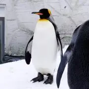 ぜらちんの画像