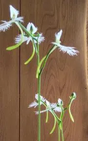 kenkenの画像