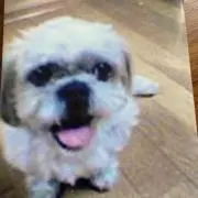 Zoochanmamaの画像