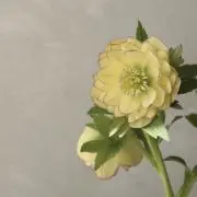 Meeの画像
