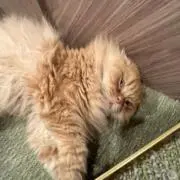ayaの画像