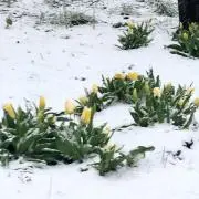 プーの画像