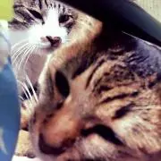 テツマル