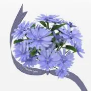 Endivesの画像