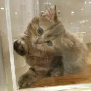 ねこむの画像