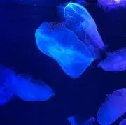 mugiの画像