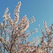 佐玖
