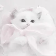 ❤︎の画像