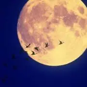 ぴあ