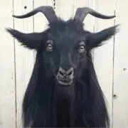 山羊