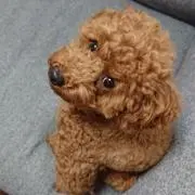チョコ