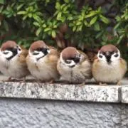 れお