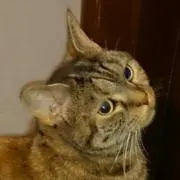 サンタ