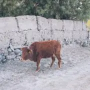 ponpokoの画像