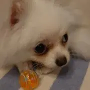 GM