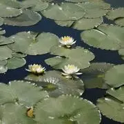砂糖の画像