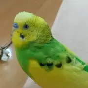 きいまや