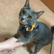 あや