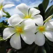 Hana