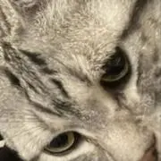 ふくちゃん