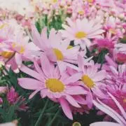 だいふくの画像
