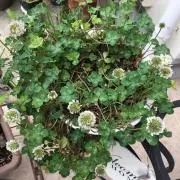 YOTSUBAの画像