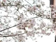 Tmmsの画像