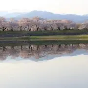 コウタスの画像